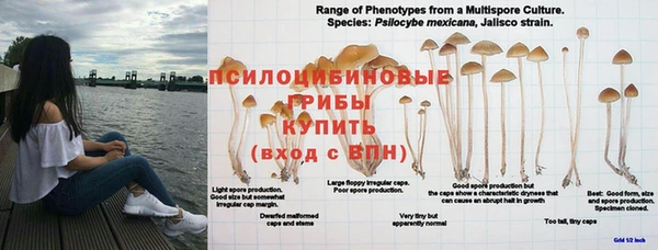 прущие грибы Володарск